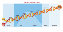 The SBCC Emergency Helix