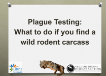 Plague Testing: What to Do if You Find a Wild Rodent Carcass
